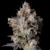 Cherry Zelato feminizada de Cookies Seed Bank