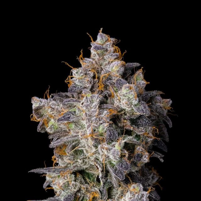 Cherry Zelato feminizada de Cookies Seed Bank