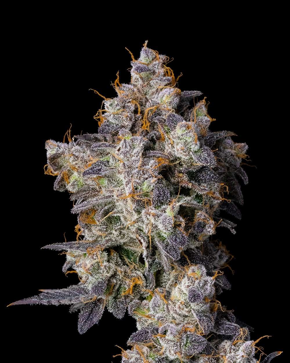 Cherry Zelato feminizada de Cookies Seed Bank