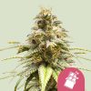 Chocolate Haze feminizada de Royal Queen Seeds