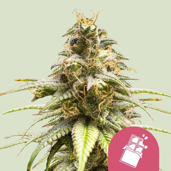 Chocolate Haze feminizada de Royal Queen Seeds