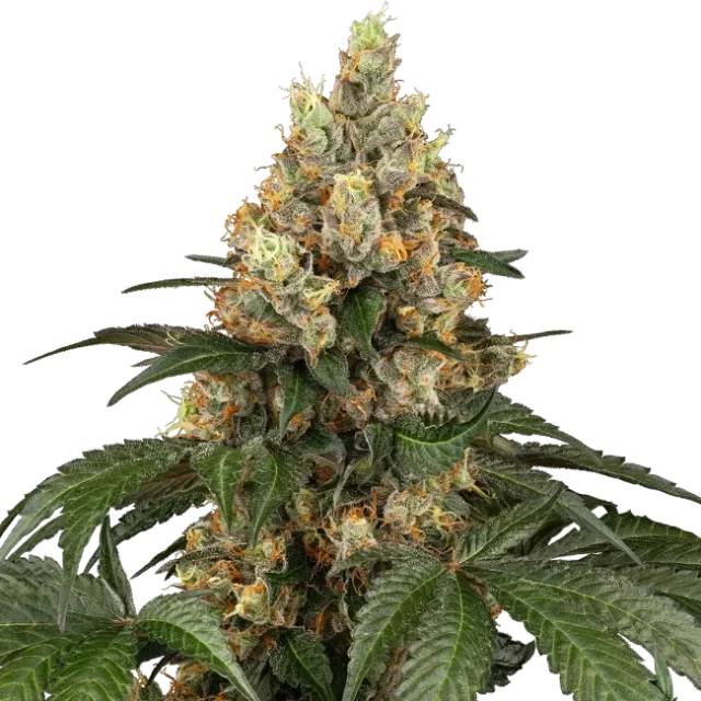 Chocolate Rainbow XXL feminizada de Sensi Seeds