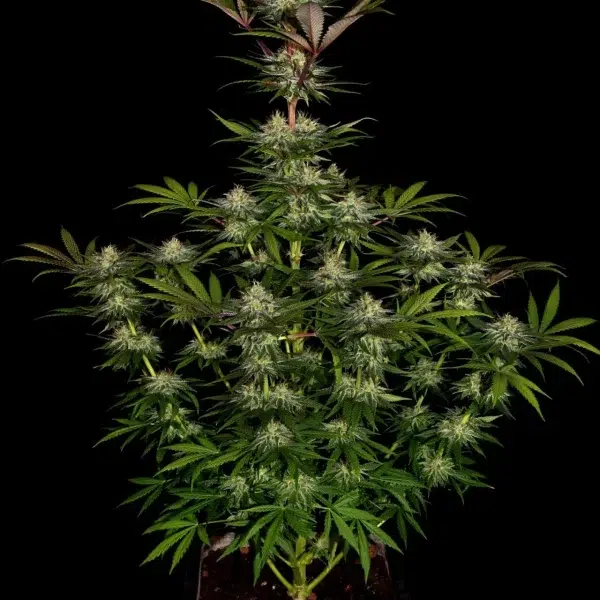 Chocolate Wafflez feminizada de Paradise Seeds