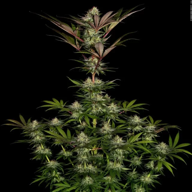 Chocolate Wafflez feminizada de Paradise Seeds