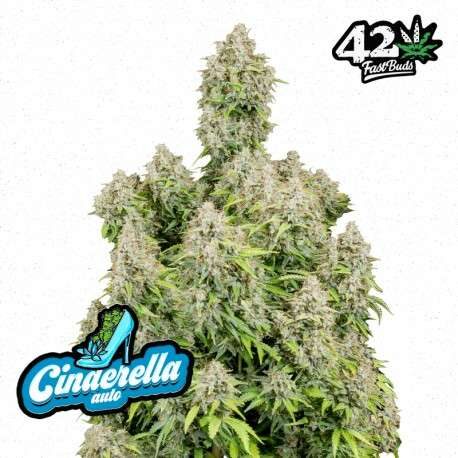 Cinderella Auto de FastBuds
