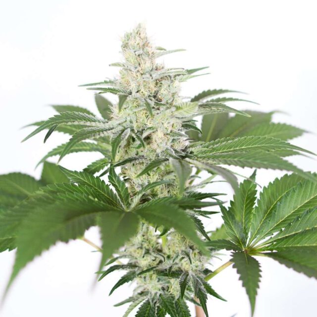 Clear CBD Auto de XXL Seeds
