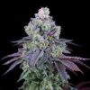 Coco Fresh feminizada de Perfect Tree