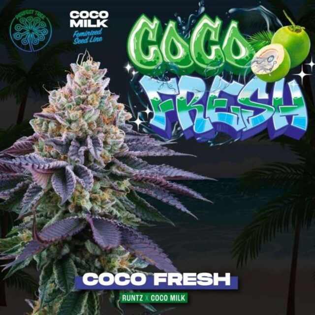 Coco Fresh feminizada de Perfect Tree