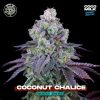 Coconut Chalice feminizada de Perfect Tree