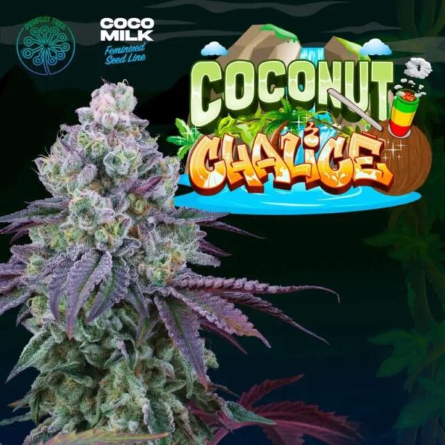 Coconut Chalice feminizada de Perfect Tree