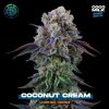 Coconut Cream feminizada de Perfect Tree