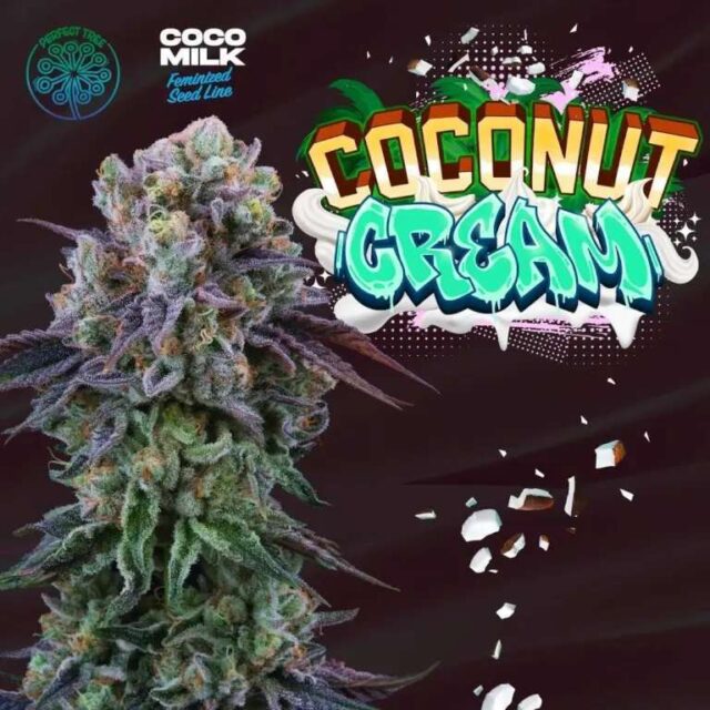 Coconut Cream feminizada de Perfect Tree