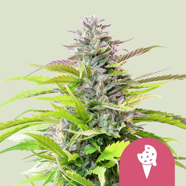 Cookies Gelato feminizada de Royal Queen Seeds