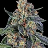 Cookies Kush feminizada de Barney's Farm