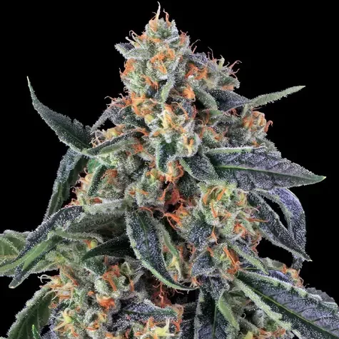 Cookies Kush feminizada de Barney's Farm