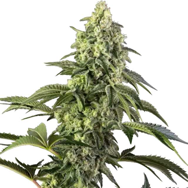 Cosmic Kiss feminizada de Sensi Seeds