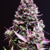 Cream Caramel Auto de Sweet Seeds