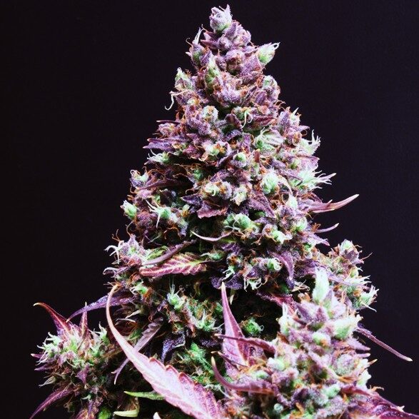 Cream Caramel Auto de Sweet Seeds