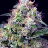 Cream Caramel feminizada de Sweet Seeds