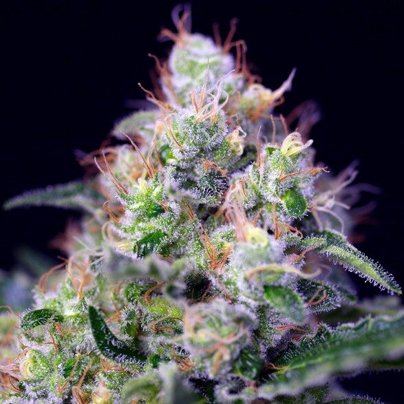 Cream Caramel feminizada de Sweet Seeds