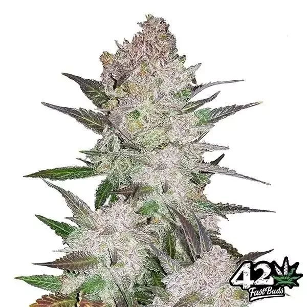 Cream Cookies Auto de FastBuds
