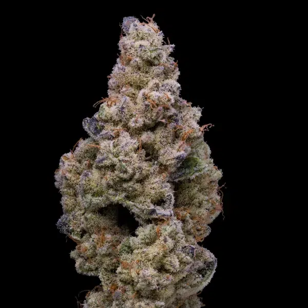 Crispy Sugar feminizada de Cookies Seed Bank