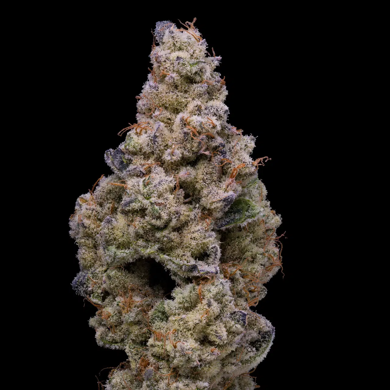 Crispy Sugar feminizada de Cookies Seed Bank