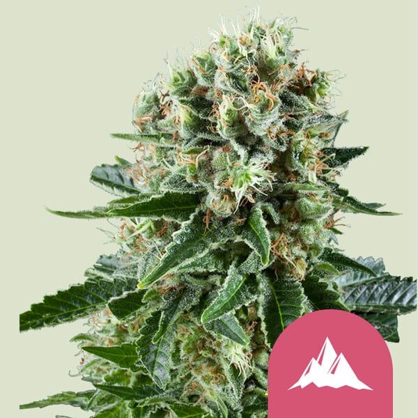 Critical Kush feminizada de Royal Queen Seeds