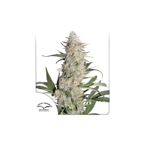 Critical Orange Punch feminizada de Dutch Passion
