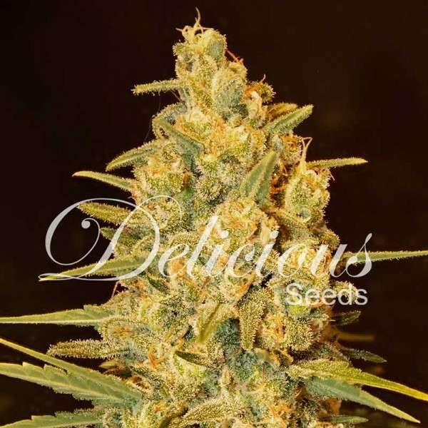 Critical Sensi Star feminizada de Delicious Seeds