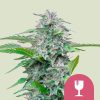 Critical feminizada de Royal Queen Seeds