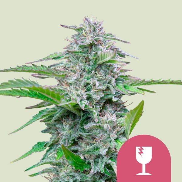 Critical feminizada de Royal Queen Seeds
