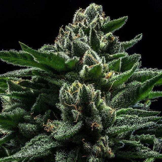 DO-G  feminizada de Ripper Seeds