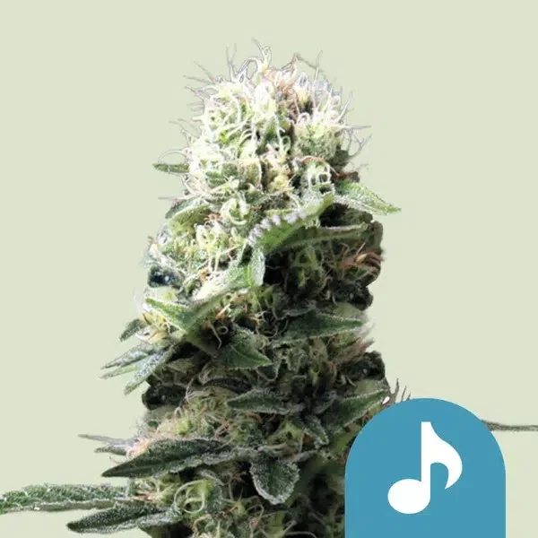 Dance World feminizada de Royal Queen Seeds