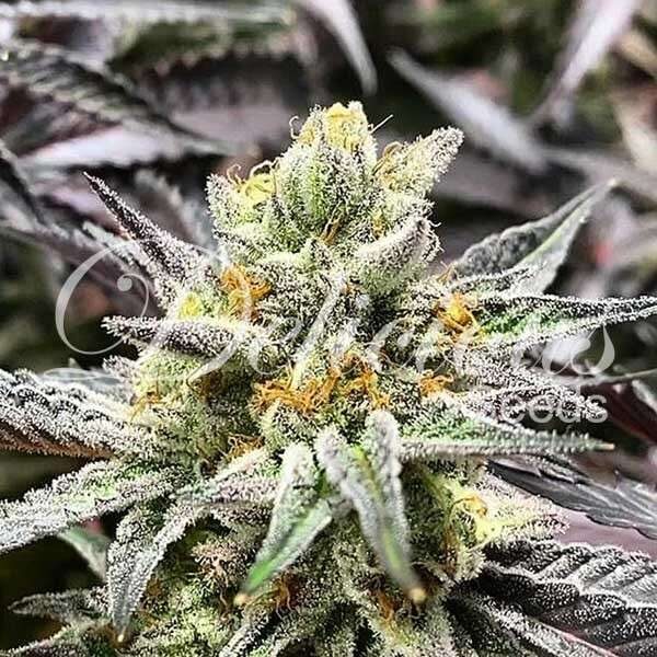 Delicious Cookies feminizada de Delicious Seeds
