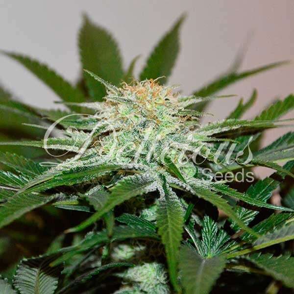 DescoJack feminizada de Delicious Seeds