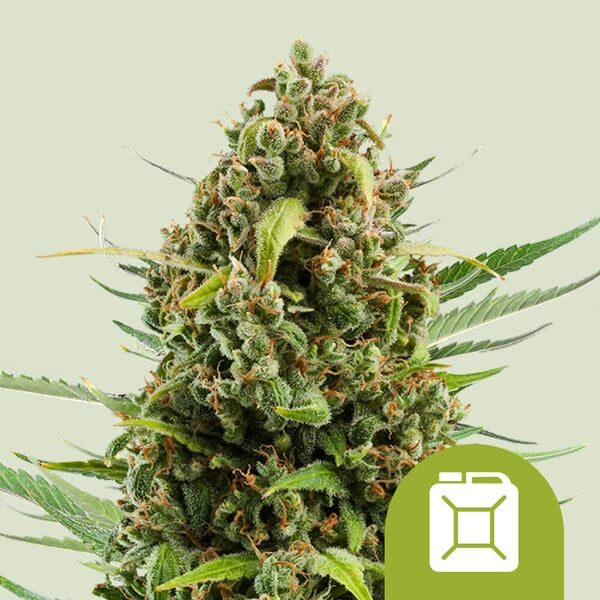 Diesel Auto de Royal Queen Seeds