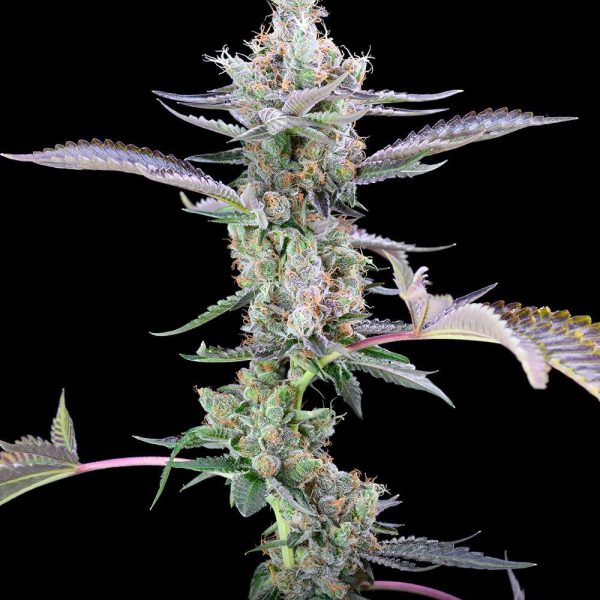 Dirty Money feminizada de Cookies Seed Bank