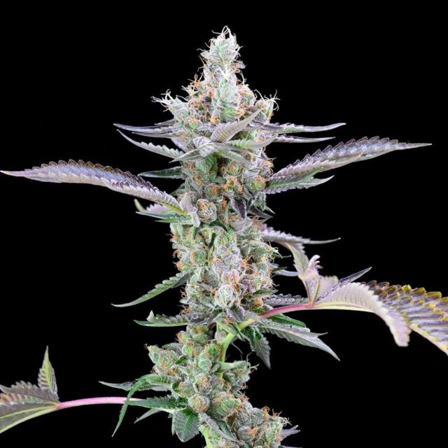 Dirty Money feminizada de Cookies Seed Bank