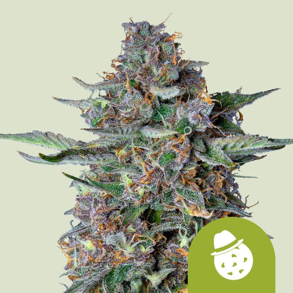 Do-Si-Dos Auto de Royal Queen Seeds