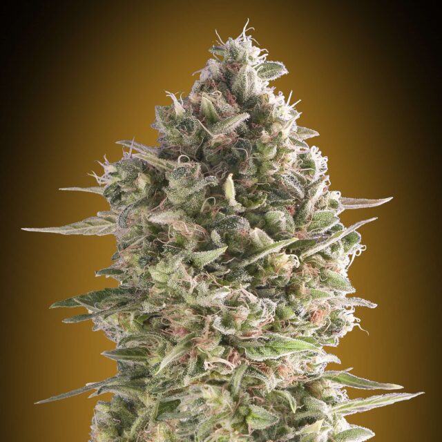 Do-Si-Dos Cookies feminizada de 00 Seeds