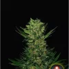 Double Dutch feminizada de Serious Seeds