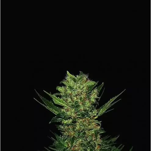 Double Dutch feminizada de Serious Seeds