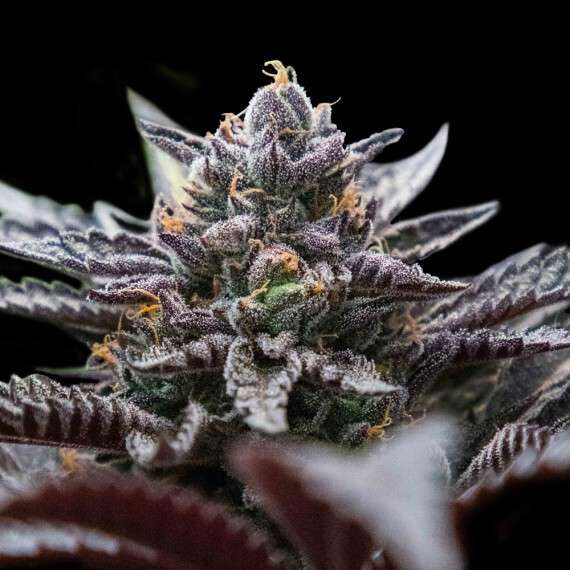 Double Stuffed Sorbet feminizada de DNA Genetics