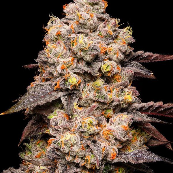 Dried Fruit feminizada de Cookies Seed Bank