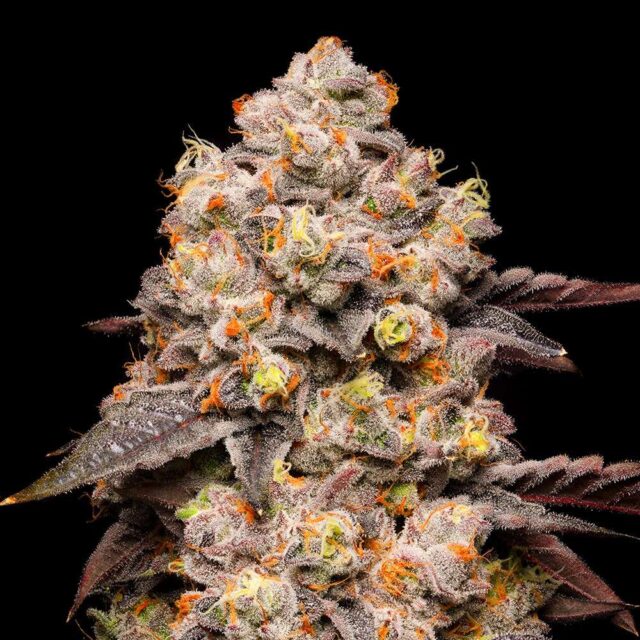 Dried Fruit feminizada de Cookies Seed Bank