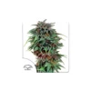 Durban Poison feminizada de Dutch Passion