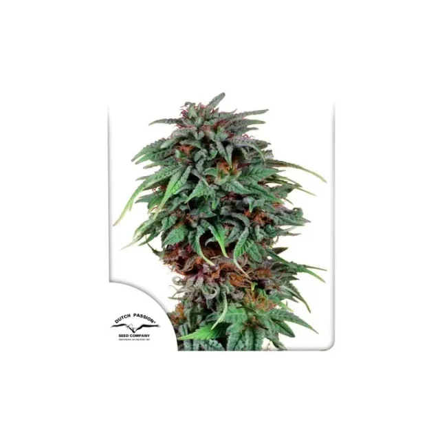 Durban Poison feminizada de Dutch Passion