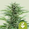 Easy Bud Auto de Royal Queen Seeds