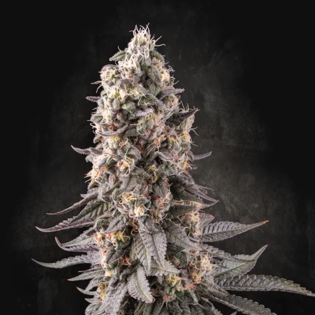 El Dorado OG feminizada de Paradise Seeds